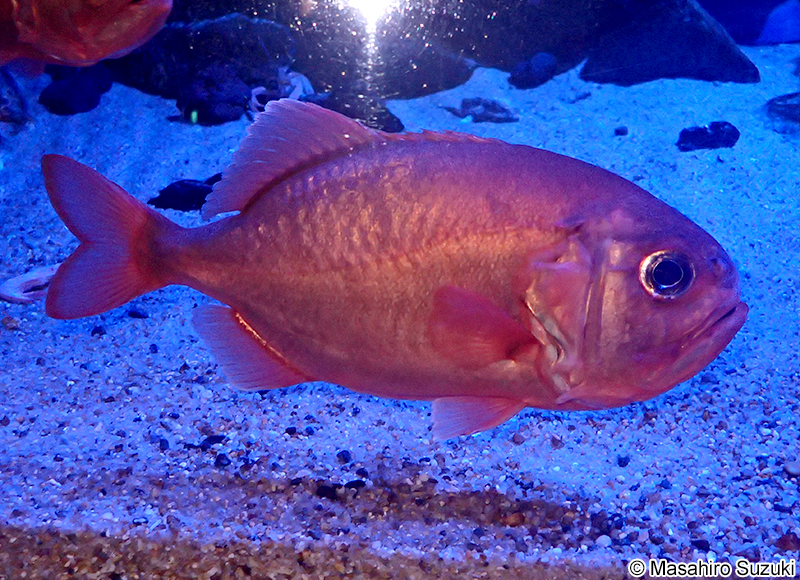 ハシキンメ Gephyroberyx japonicus