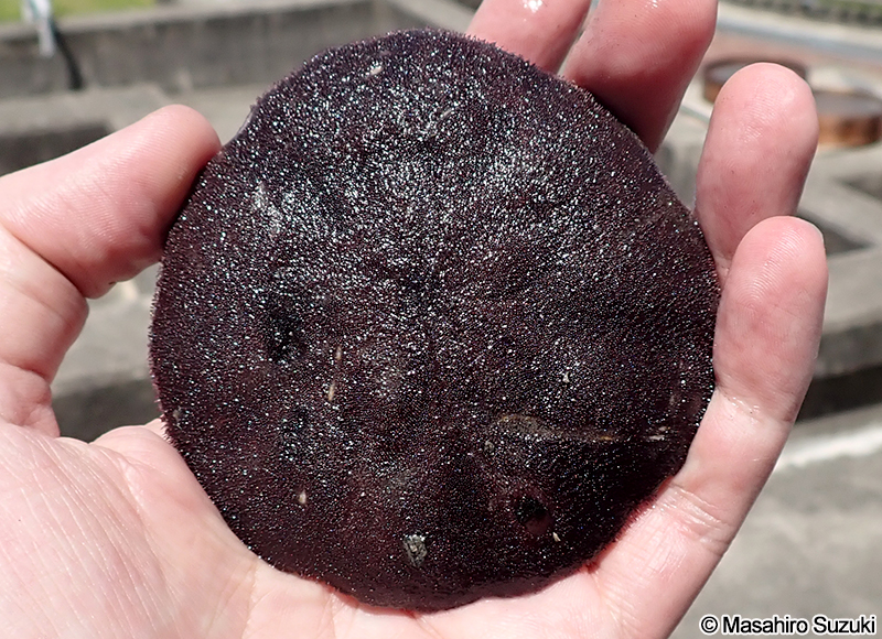 ハスノハカシパン Scaphechinus mirabilis