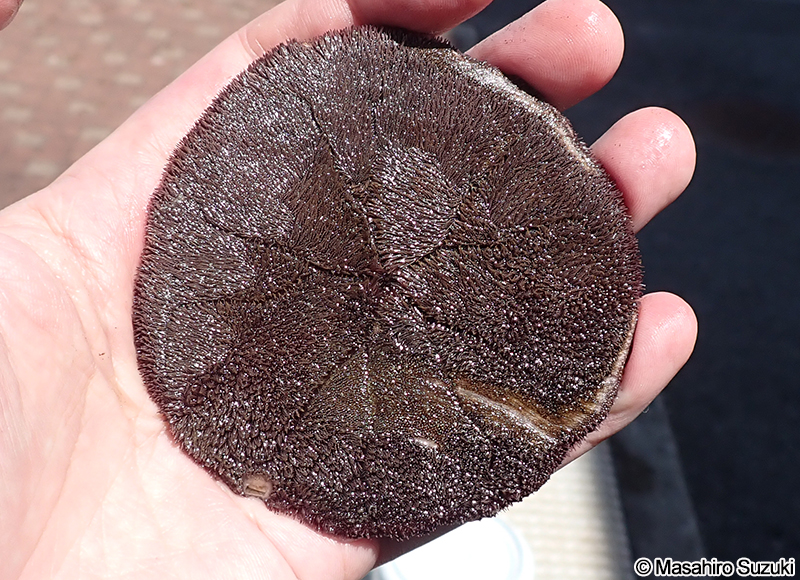 ハスノハカシパン Scaphechinus mirabilis