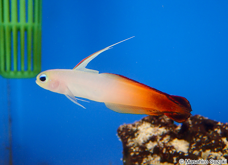 ハタタテハゼ Nemateleotris magnifica