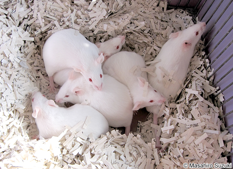 ハツカネズミ Mus musculus