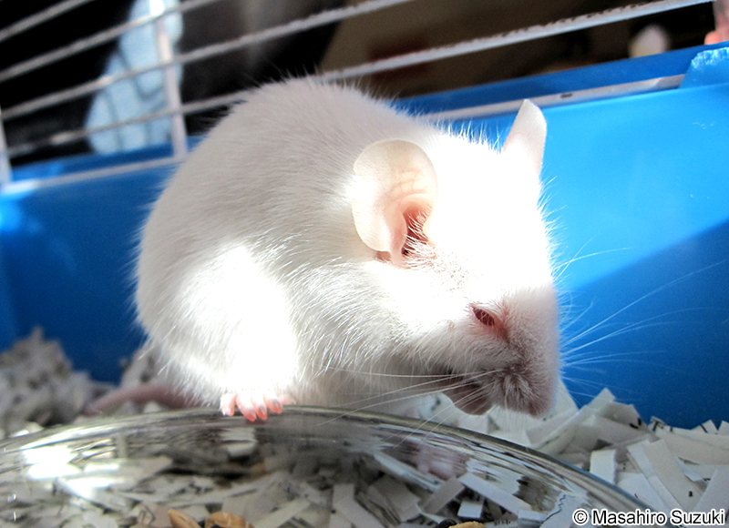 ハツカネズミ Mus musculus