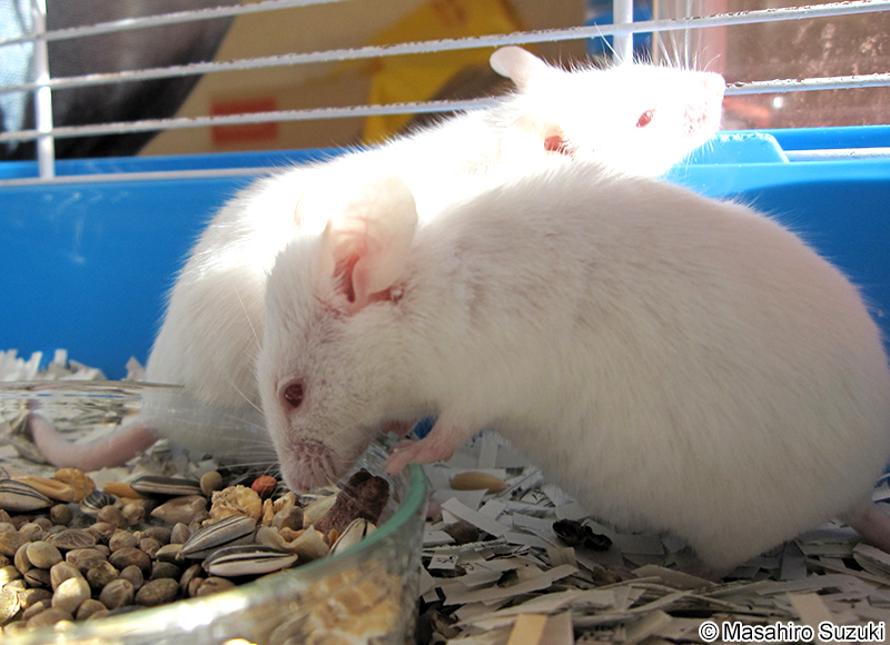 ハツカネズミ Mus musculus