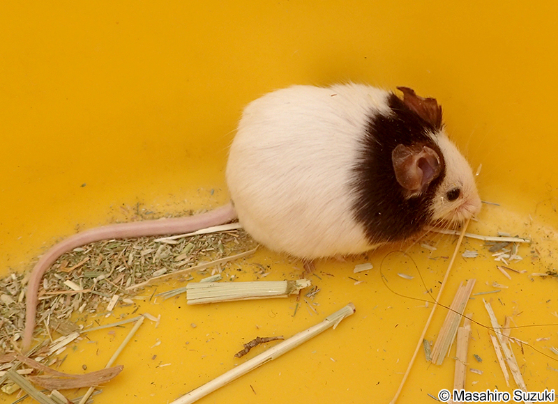 ハツカネズミ Mus musculus
