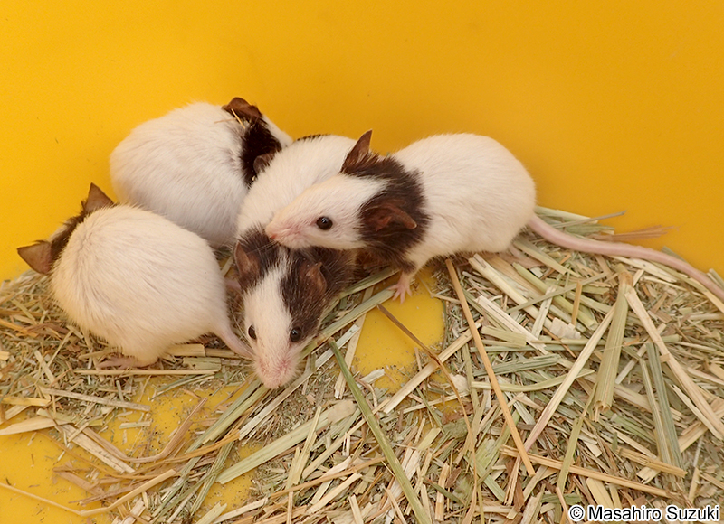 ハツカネズミ Mus musculus