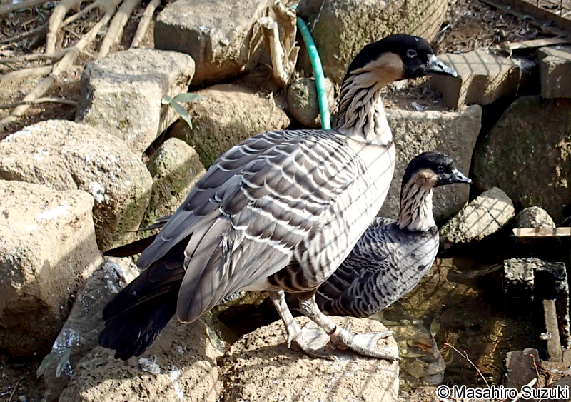 ハワイガン Branta sandvicensis