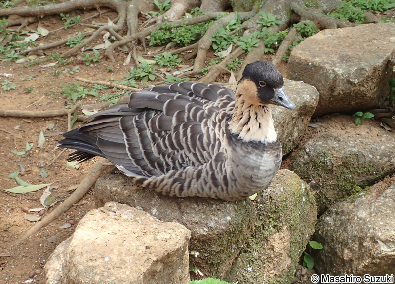 ハワイガン Branta sandvicensis