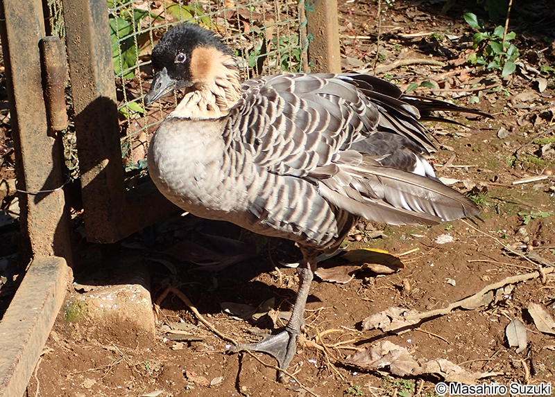 ハワイガン Branta sandvicensis