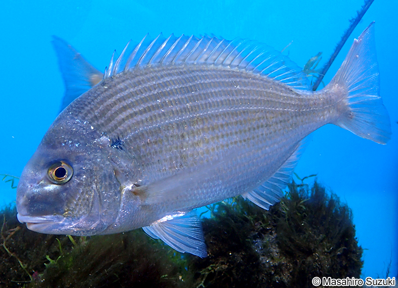 ヘダイ Rhabdosargus sarba