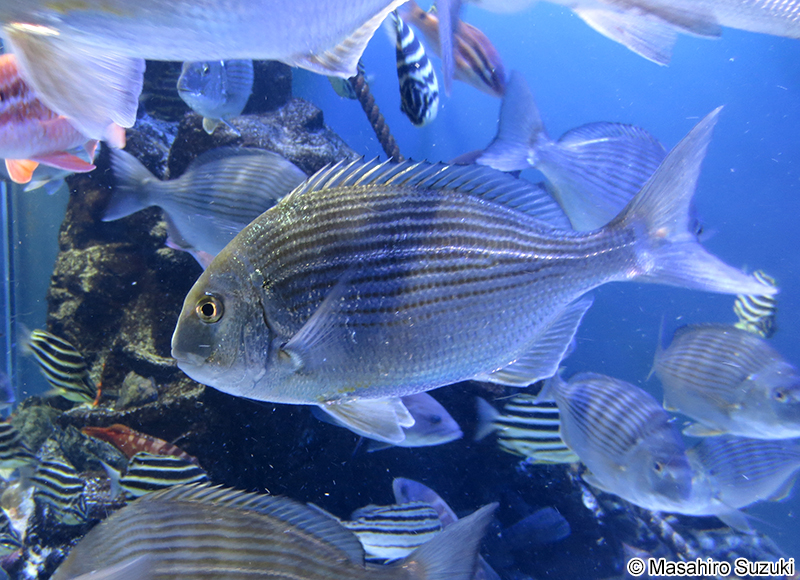 ヘダイ Rhabdosargus sarba