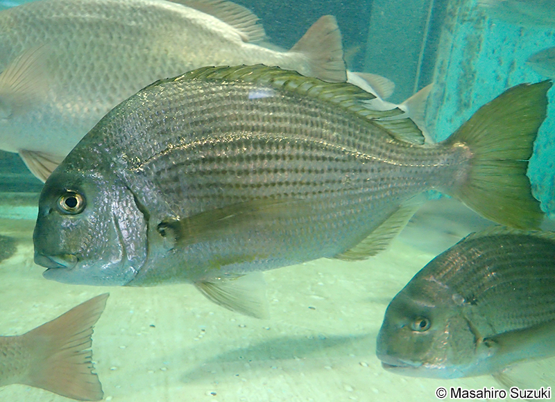 ヘダイ Rhabdosargus sarba