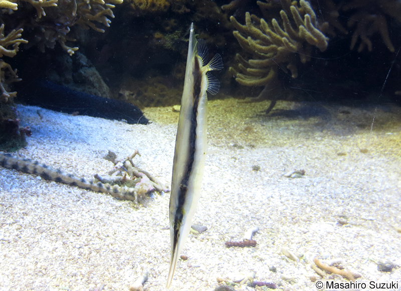 ヘコアユ Aeoliscus strigatus