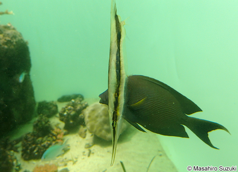 ヘコアユ Aeoliscus strigatus