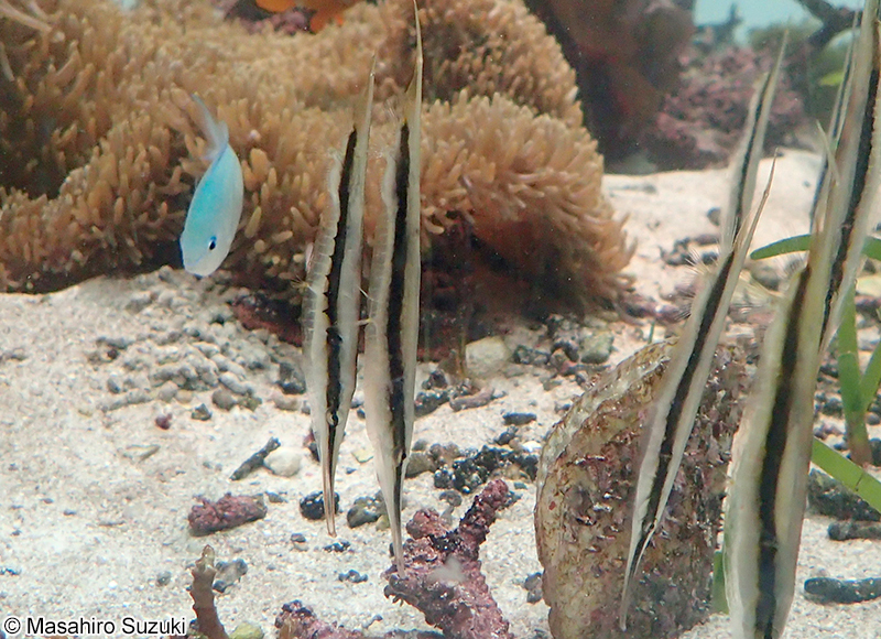 ヘコアユ Aeoliscus strigatus