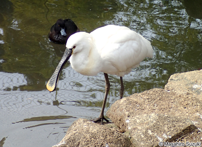 ヘラサギ Platalea leucorodia