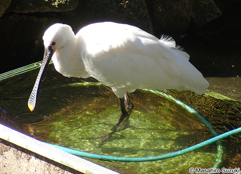 ヘラサギ Platalea leucorodia