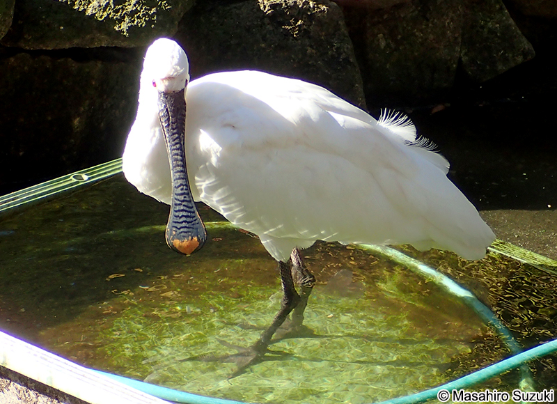 ヘラサギ Platalea leucorodia