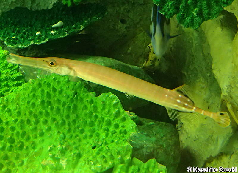 ヘラヤガラ Aulostomus chinensis
