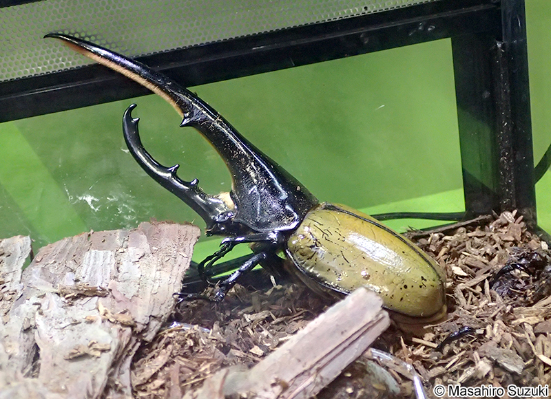 ヘラクレスオオカブト Dynastes hercules
