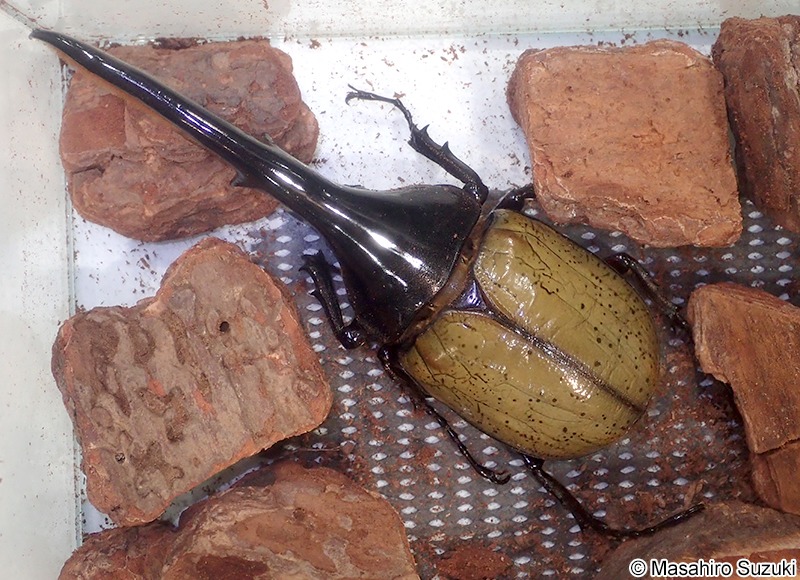ヘラクレスオオカブト Dynastes hercules
