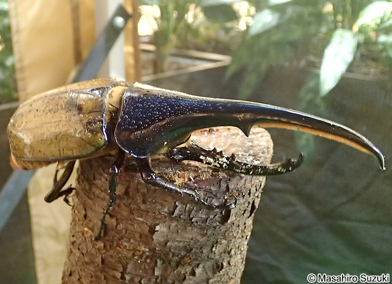 ヘラクレスオオカブト Dynastes hercules
