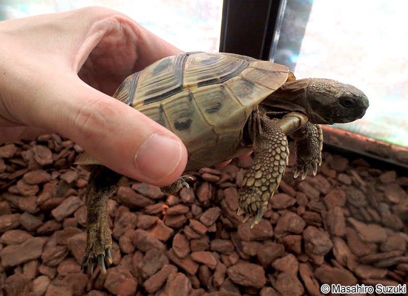 ヘルマンリクガメ Testudo (Chersine) hermanni