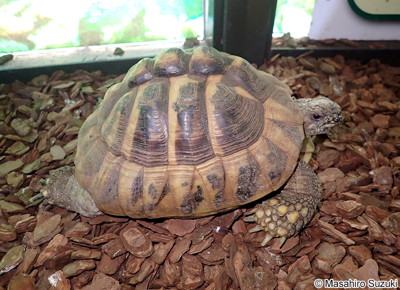 ヘルマンリクガメ Testudo (Chersine) hermanni