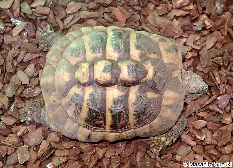 ヘルマンリクガメ Testudo (Chersine) hermanni