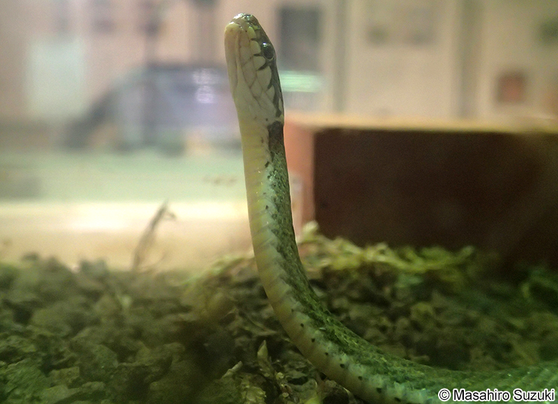 ヒバカリ Hebius vibakari vibakari