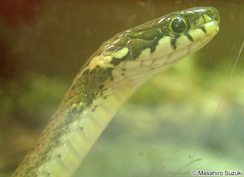 ヒバカリ Hebius vibakari vibakari