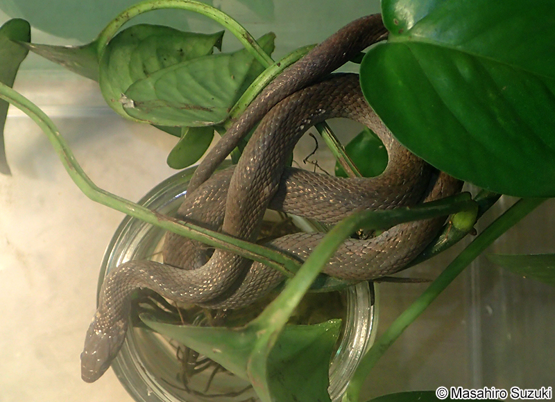 ヒバカリ Hebius vibakari vibakari