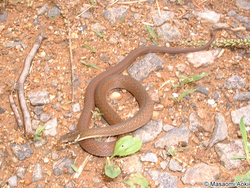 ヒバカリ Hebius vibakari vibakari