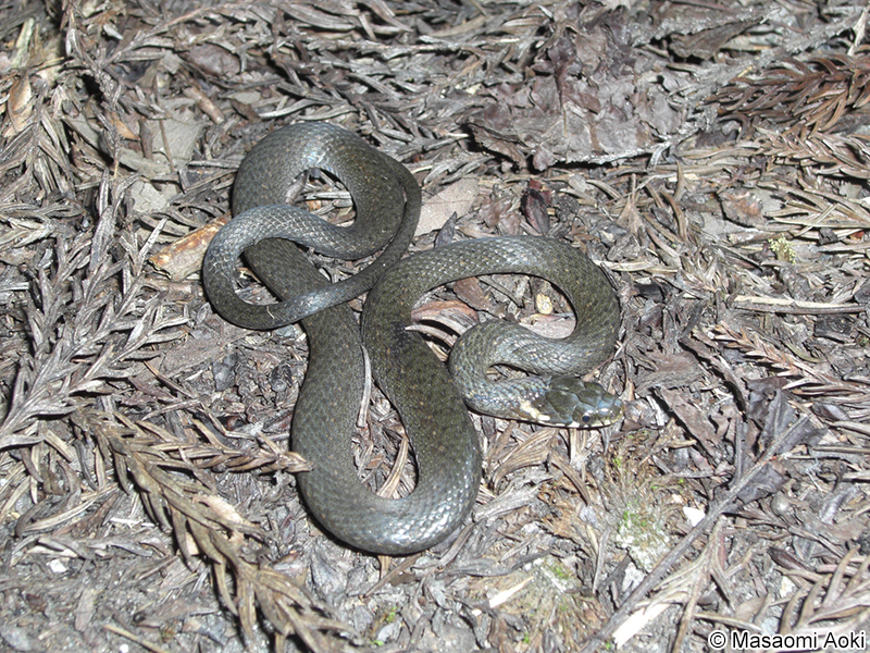 ヒバカリ Hebius vibakari vibakari