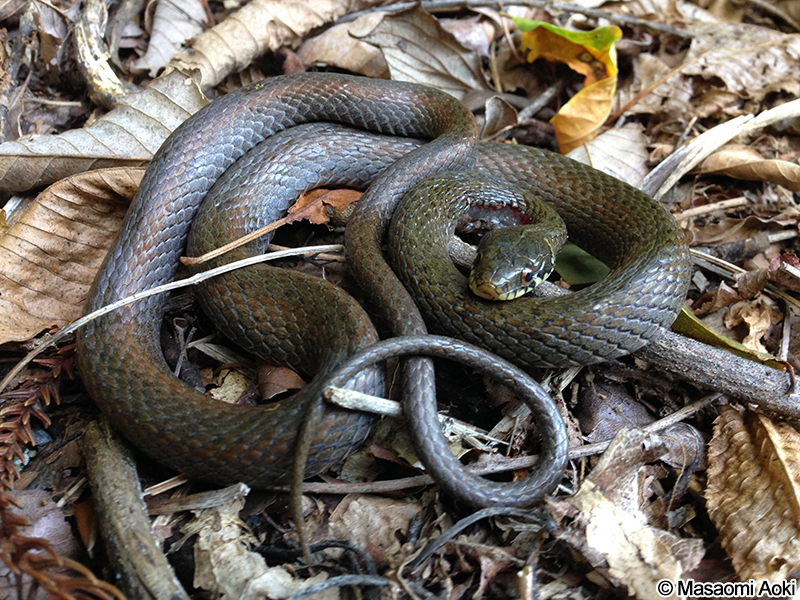 ヒバカリ Hebius vibakari vibakari