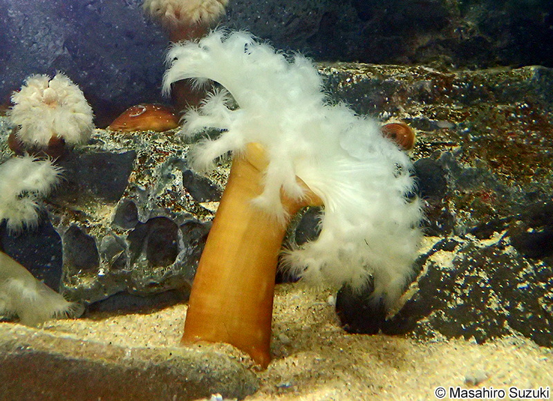 ヒダベリイソギンチャク Metridium senile