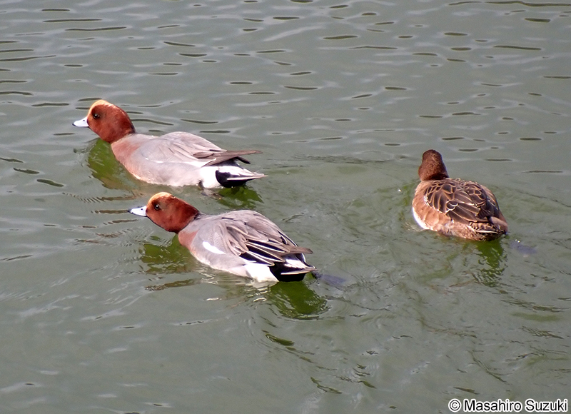 ヒドリガモ Mareca penelope