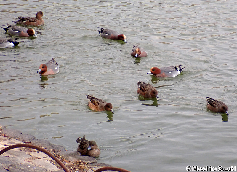 ヒドリガモ Mareca penelope