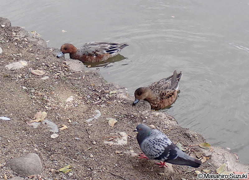 ヒドリガモ Mareca penelope