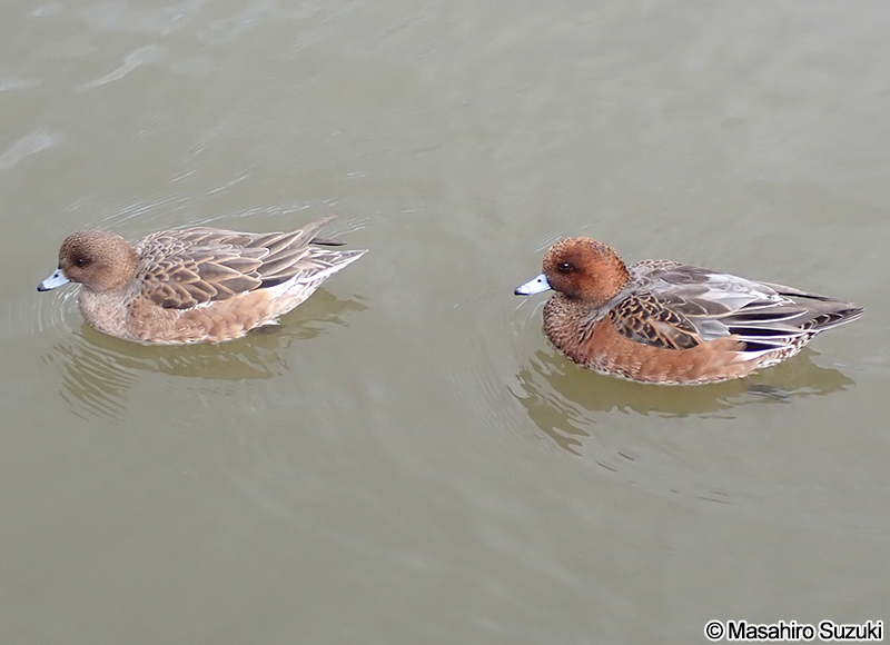 ヒドリガモ Mareca penelope
