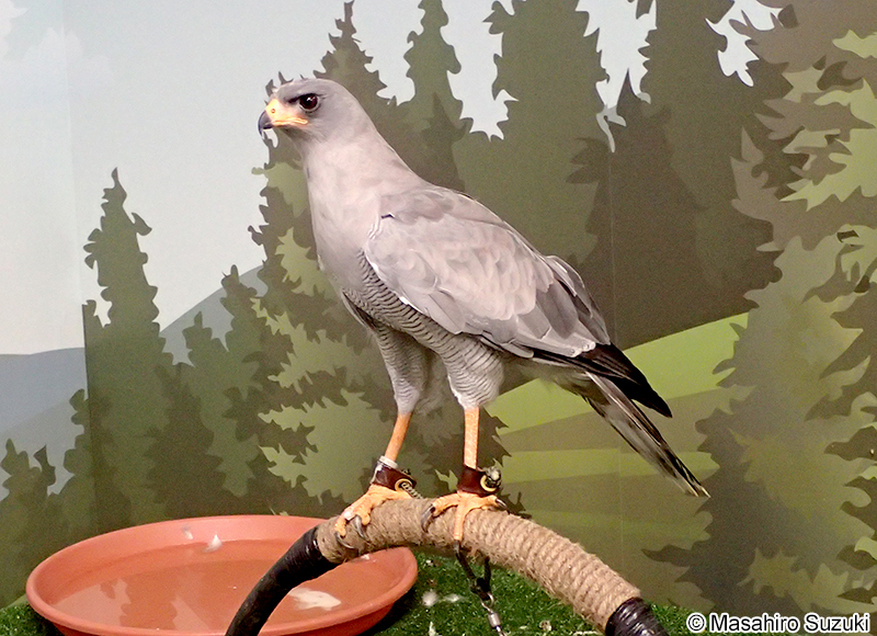 ヒガシコシジロウタオオタカ Melierax poliopterus