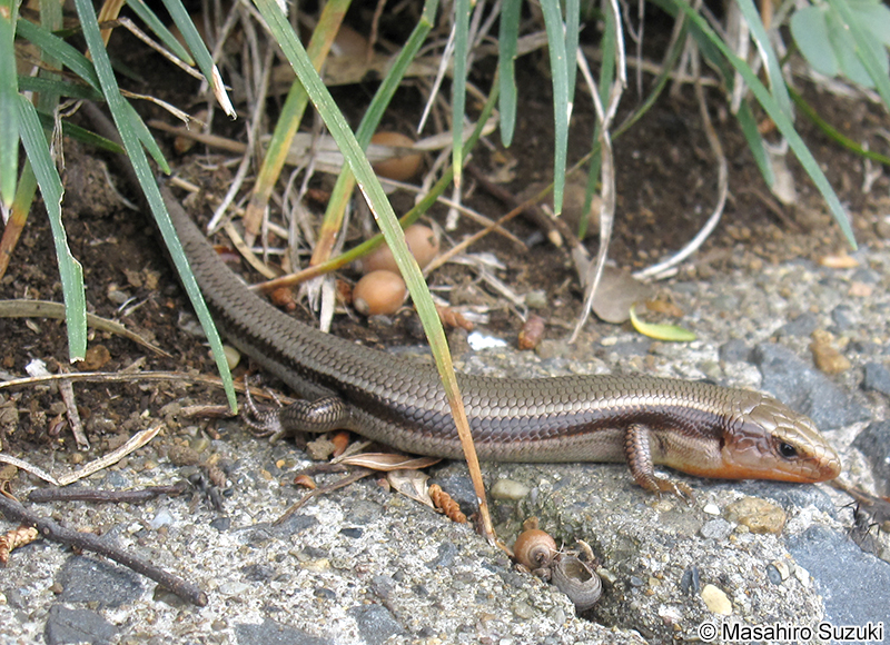 ヒガシニホントカゲ Plestiodon finitimus