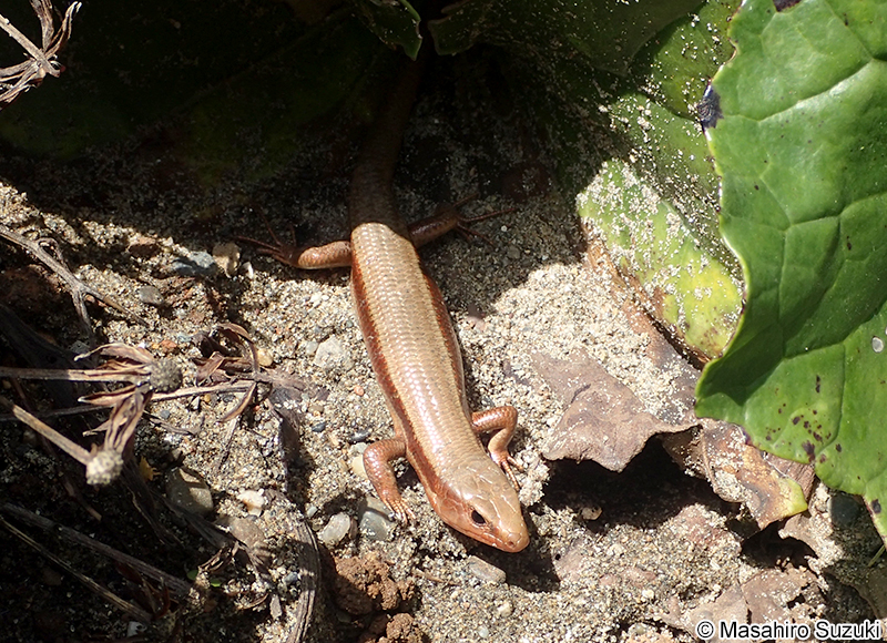 オカダトカゲ Plestiodon latiscutatus
