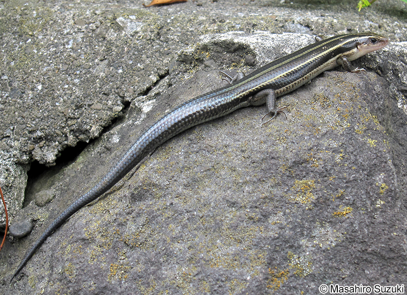 ヒガシニホントカゲ Plestiodon finitimus