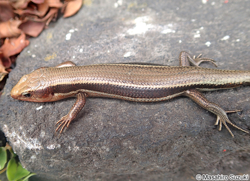 ヒガシニホントカゲ Plestiodon finitimus