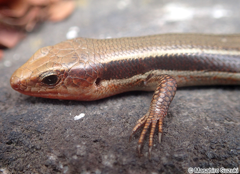 ヒガシニホントカゲ Plestiodon finitimus