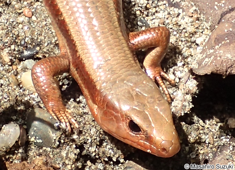 オカダトカゲ Plestiodon latiscutatus
