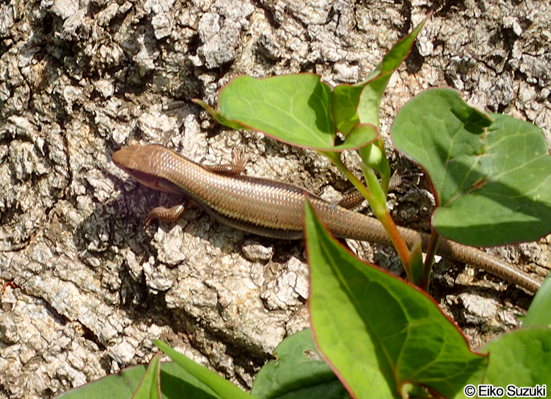 ヒガシニホントカゲ Plestiodon finitimus
