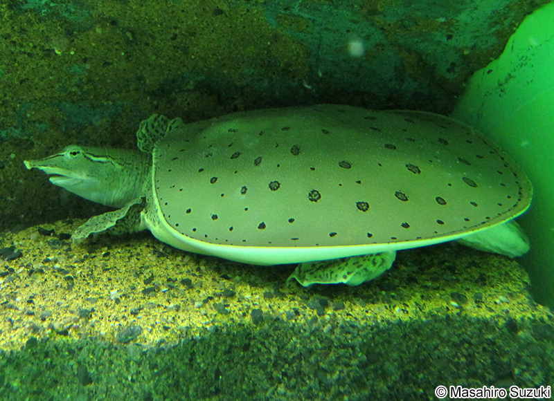 ヒガシトゲスッポン Apalone spinifera