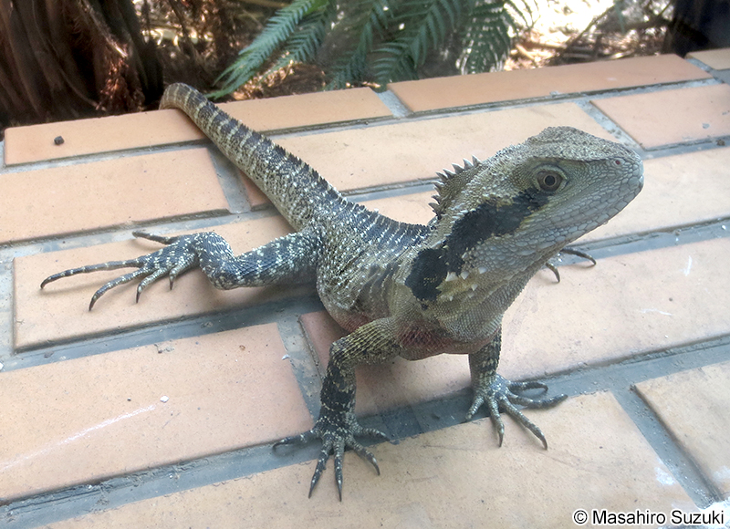 ヒガシウォータードラゴン Intellagama lesueurii