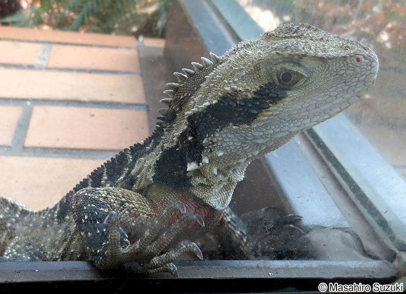 ヒガシウォータードラゴン Intellagama lesueurii